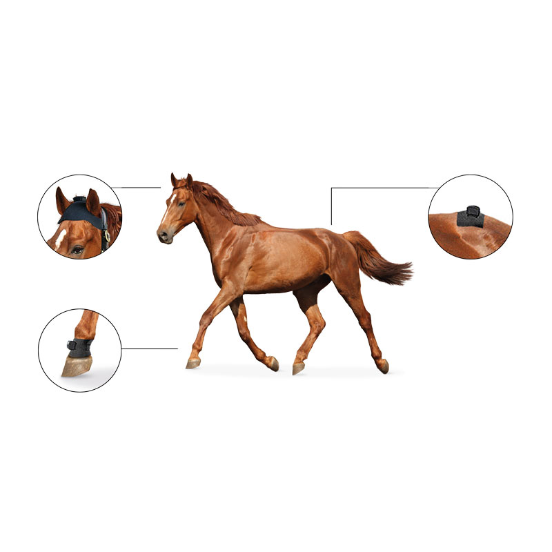 Equinosis Pelvis sensor, generation 7